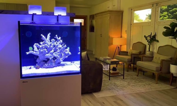 Aquarium, location, vente et entretien 4