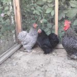 Location de poules et de poulaillers écologiques et ludiques 5