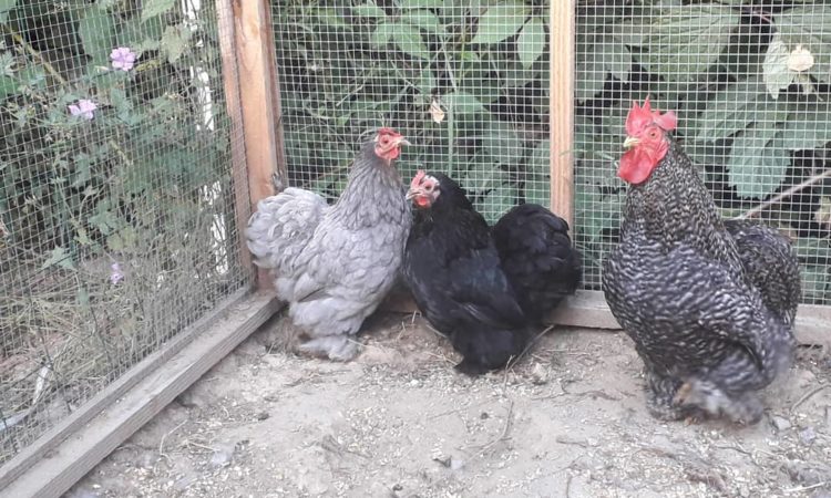 Location de poules et de poulaillers écologiques et ludiques 5