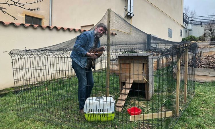 Location de poules et de poulaillers écologiques et ludiques 2